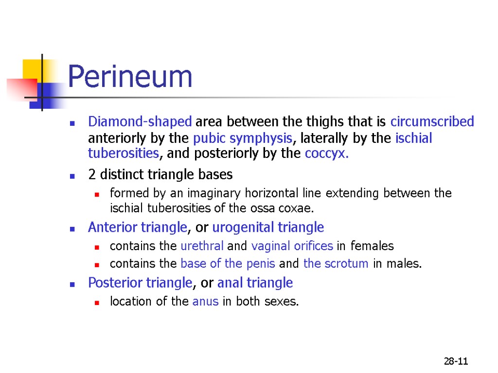 28-11 Perineum Diamond-shaped area between the thighs that is circumscribed anteriorly by the pubic